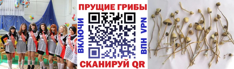 Псилоцибиновые грибы MAGIC MUSHROOMS  Красный Холм 